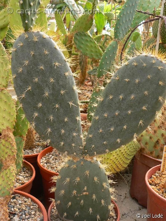 Opuntia helleri P1260153